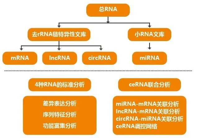 dnastar拼接序列_dnastar拼接序列_dna man序列拼接方法