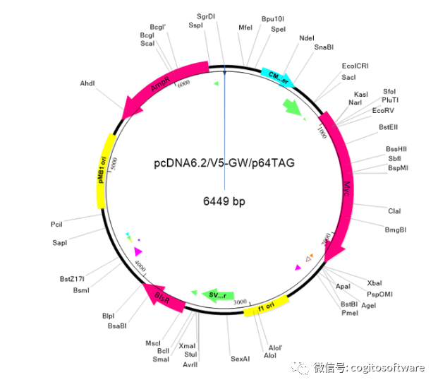 序列比對名詞解釋_序列比對結果如何分析_dnastar序列比對