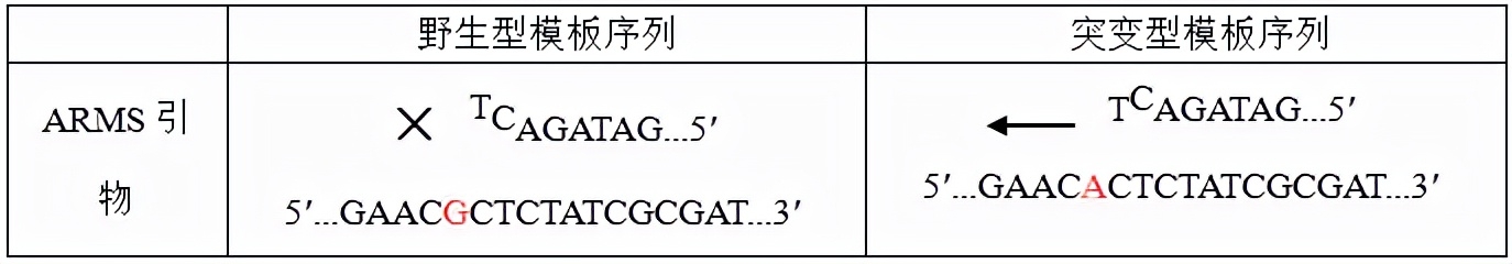 引物設(shè)計(jì)的六大原則_dnastar引物設(shè)計(jì)_引物設(shè)計(jì)原則