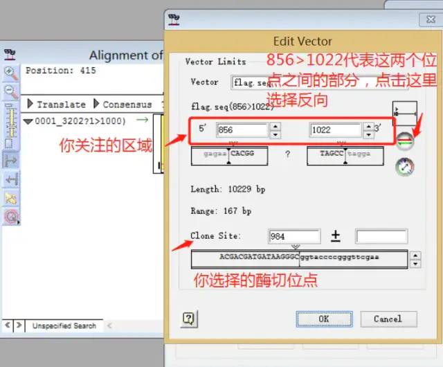 dnastar拼接序列_序列拼接方法_序列拼接不上的原因