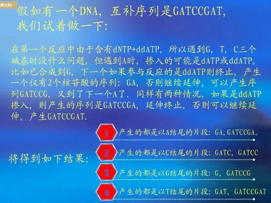 序列拼接方法_dnastar拼接序列_序列拼接不上的原因