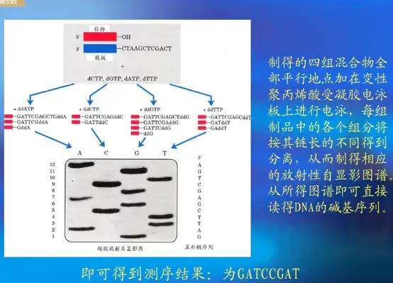 序列拼接方法_dnastar拼接序列_序列拼接不上的原因