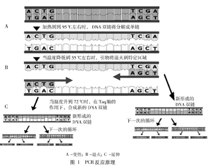 引物設計原則_dnastar引物設計_引物設計原則和注意事項